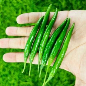 Fresh Green Chilli