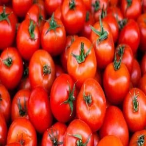 Fresh Red Tomato